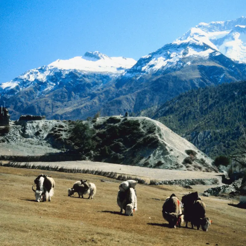 Close-up of a shaggy black Himalayan yak with curved horns standing in a rocky field with herd during trekking in Nepal.