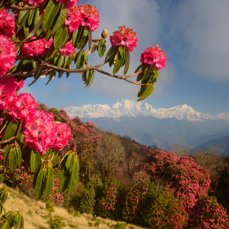 Vibrant pink rhododendron flowers in full bloom along a Nepalese trekking trail with the snow-covered Annapurna mountains in the background.