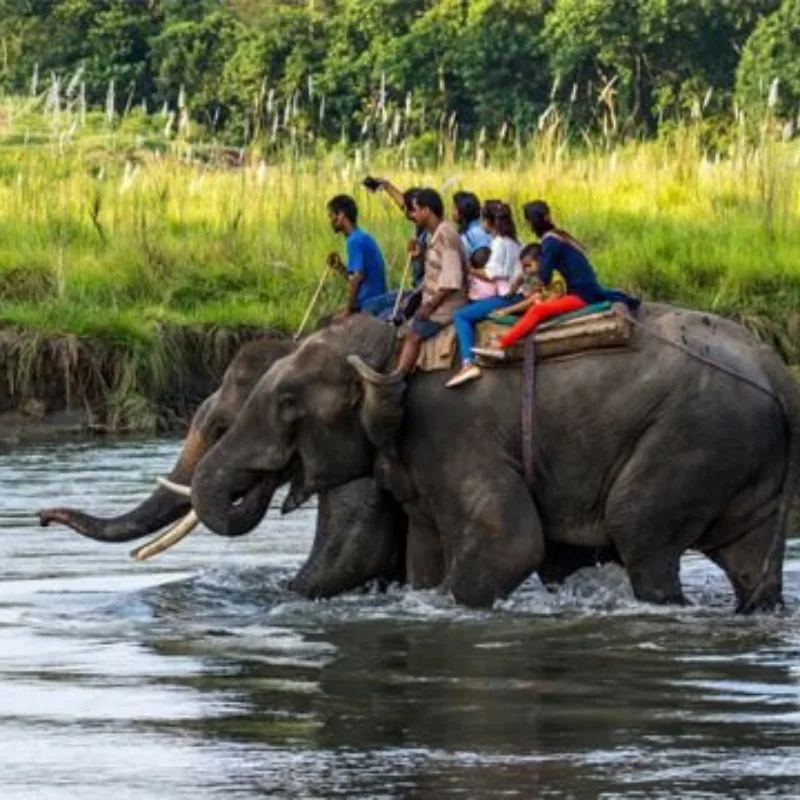 Jungle Safari